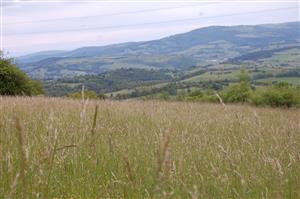 03 Pohľad do porastu