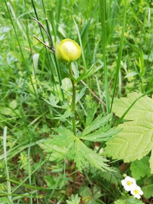 02 Trollius altissimus