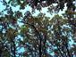 Teplomilné panónske dubové lesy (5.8.2022)