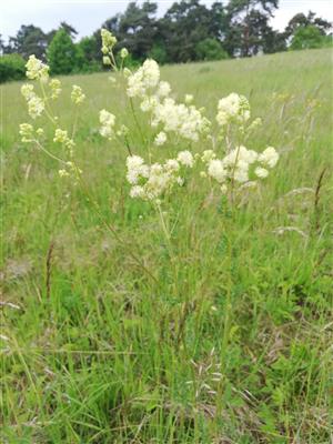 04 Pohľad do porastu