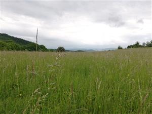 04 Pohľad do porastu