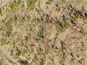 ohrozenie biotopu zarastaním inváznym druhom Ambrosia artemisifolia