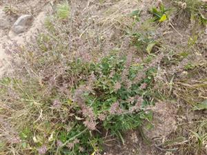 Thymus pannonicus