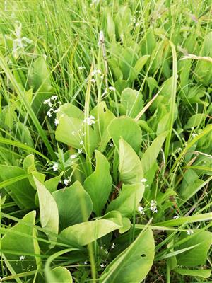 03 Menyanthes trifoliata I.