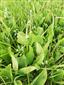 03 Menyanthes trifoliata I.