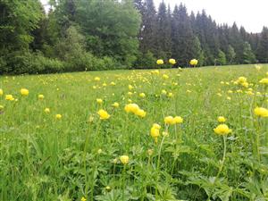 05 Trollius altissimus (26.5.2022)