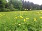 05 Trollius altissimus (26.5.2022)