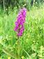 06 Dactylorhiza majalis (26.5.2022)