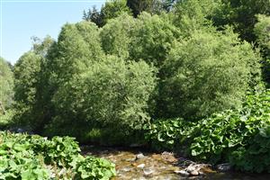 Pohľad na porasty s dominanciou Salix purpurea