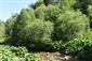 Pohľad na porasty s dominanciou Salix purpurea