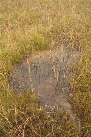 detailny pohlad na jeden zo slenkov na lokalite