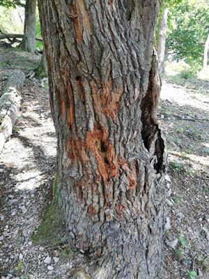 Pobytové znaky Cerambyx cerdo.