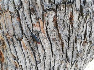 Cerambyx cerdo