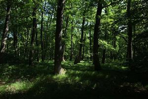 Fotografia zachytáva biotopy v TML.