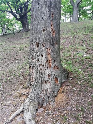 Pobytové znaky Cerambyx cerdo.