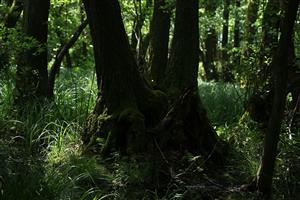 Fotografia zachytáva biotopy v TML.