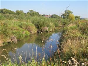Vrbovský potok biotop