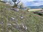 jašterica zelená (2.5.2022)