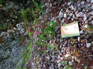 výskyt na tml taxónu Epipactis atrorubens