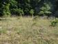 Suchomilné travinnobylinné a krovinové porasty na vápnitom podloží (*dôležité stanovištia Orchideaceae) (25.6.2022)