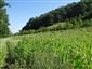 Suchomilné travinnobylinné a krovinové porasty na vápnitom podloží (*dôležité stanovištia Orchideaceae) (25.6.2022)