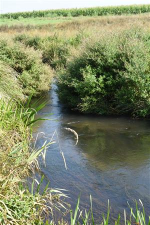 Pohľad na TML s prítomnosťou submerzných druhov, najmä Myriophyllum spicatum