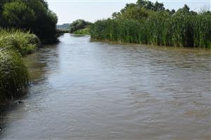 Pohľad na TML v dolnej časti na okraji s porastmi močiarnych druhov, Typha latifolia a Spraganium erectum