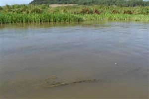 Pohľad na TML, submerzné porasty makrofytov, početnejšie zastúpené sú najmä Potamogeton perfoliatus a Batrachium aquatile agg.