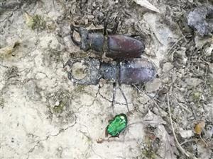 Lucanus cervus, Cetonia aurata