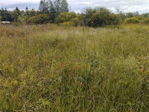 pohľad na zarastajúcu časť lokality