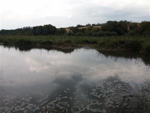 Pohľad na JV meander Žitavy, TML Žitavský luh, JV časť, biotop Hyla arborea, foto: 6.9.2022, J.Lengyel.