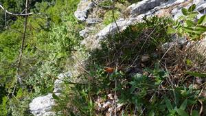 odkvitnutý jedinec Daphne arbuscula na mikrolokalite (brale)