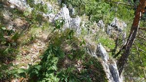 biotop druhu Daphne arbuscula na mikrolokalite (brale)