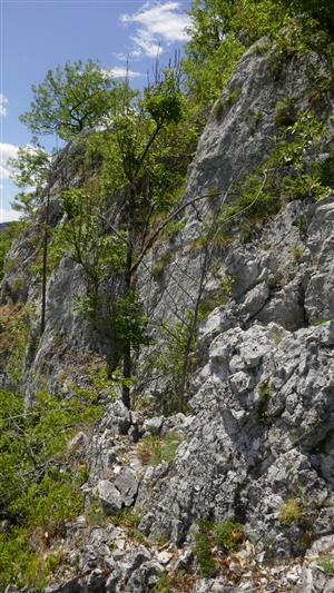 skalné bralo - biotop druhu Daphne arbuscula