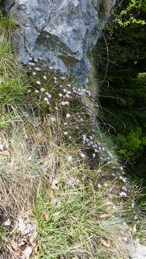 alpínske spoločenstvo s kvitnúcim jedincom Daphne arbuscula