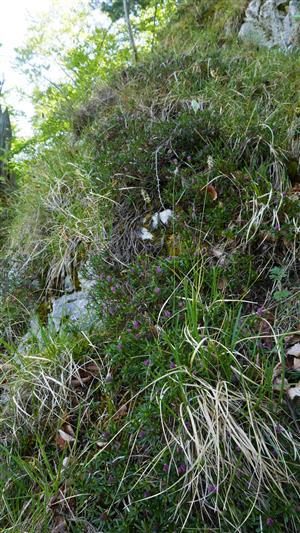 alpínske spoločenstvo s jedincami Daphne arbuscula (v puku) na časti skalného brala (v sv. časti TML)