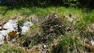 kvitnúci jedinec Daphne arbuscula v TMP