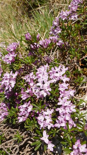 kvitnúci jedinec Daphne arbuscula v alpínskom spoločenstve