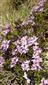 kvitnúci jedinec Daphne arbuscula v alpínskom spoločenstve