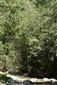 Pohľad na porasty so Salix eleagnos v dolnej časti lokality
