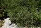 Pohľad na krovinové porasty Salix eleagnos na kamenitých náplavách potoka