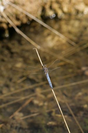 Sliačske travertíny - Orthetrum coerulescens