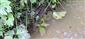 Bombina variegata