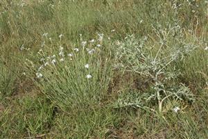 Dianthus serotinus