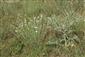 Dianthus serotinus