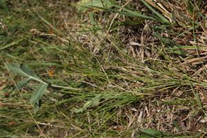 Carex supina