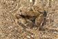 TML_TritMont_037 - Rana dalmatina