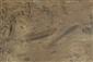 TML_TritMont_037 - Oncorhynchus mykiss