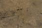 TML_TritMont_037 - Cottus gobio
