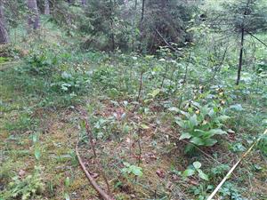 Pohľad na TMP výskytu Cypripedium calceolus